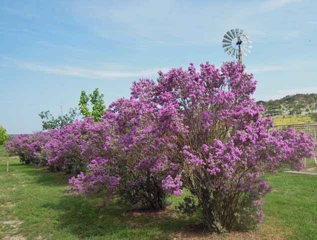Ozona Chamber